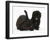 Black Pooshi (Poodle X Shih-Tzu) Puppy with Black Rabbit-Mark Taylor-Framed Photographic Print