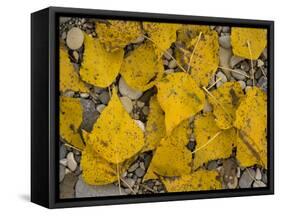 Black Poplar: Fallen Leaves on Riverside Gravel-null-Framed Stretched Canvas