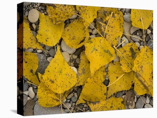 Black Poplar: Fallen Leaves on Riverside Gravel-null-Stretched Canvas