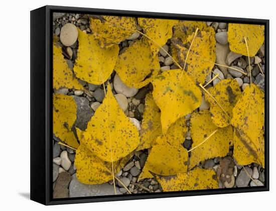 Black Poplar: Fallen Leaves on Riverside Gravel-null-Framed Stretched Canvas