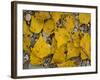 Black Poplar: Fallen Leaves on Riverside Gravel-null-Framed Photographic Print