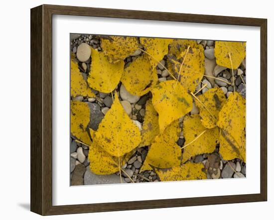 Black Poplar: Fallen Leaves on Riverside Gravel-null-Framed Photographic Print