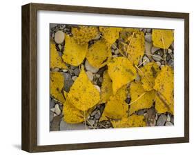 Black Poplar: Fallen Leaves on Riverside Gravel-null-Framed Photographic Print