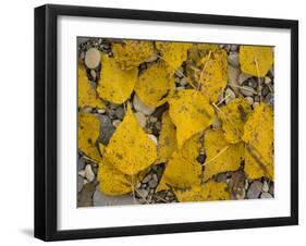 Black Poplar: Fallen Leaves on Riverside Gravel-null-Framed Photographic Print