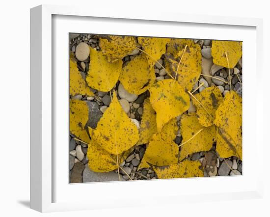 Black Poplar: Fallen Leaves on Riverside Gravel-null-Framed Photographic Print