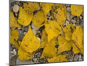 Black Poplar: Fallen Leaves on Riverside Gravel-null-Mounted Photographic Print