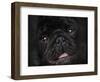 Black Pug Portrait-Jai Johnson-Framed Giclee Print