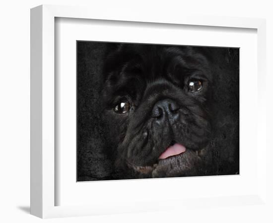 Black Pug Portrait-Jai Johnson-Framed Giclee Print