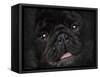 Black Pug Portrait-Jai Johnson-Framed Stretched Canvas