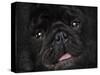 Black Pug Portrait-Jai Johnson-Stretched Canvas