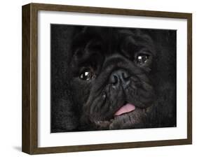 Black Pug Portrait-Jai Johnson-Framed Giclee Print