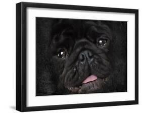 Black Pug Portrait-Jai Johnson-Framed Giclee Print