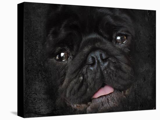 Black Pug Portrait-Jai Johnson-Stretched Canvas