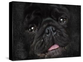 Black Pug Portrait-Jai Johnson-Stretched Canvas