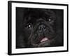 Black Pug Portrait-Jai Johnson-Framed Giclee Print