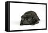 Black Pug Puppy (6 Weeks Old) Lying Down-null-Framed Stretched Canvas