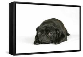 Black Pug Puppy (6 Weeks Old) Lying Down-null-Framed Stretched Canvas