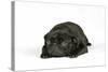 Black Pug Puppy (6 Weeks Old) Lying Down-null-Stretched Canvas