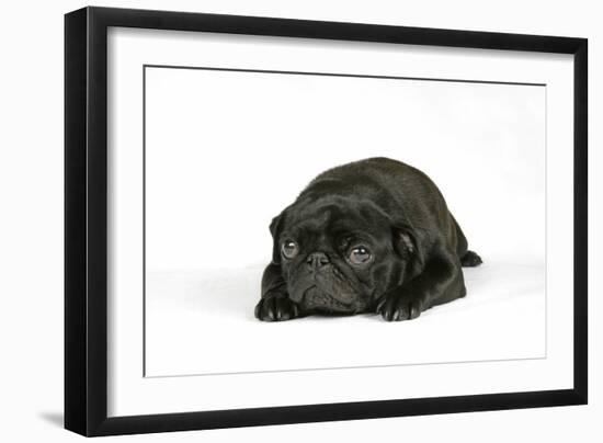 Black Pug Puppy (6 Weeks Old) Lying Down-null-Framed Photographic Print