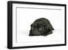 Black Pug Puppy (6 Weeks Old) Lying Down-null-Framed Photographic Print