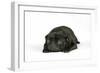 Black Pug Puppy (6 Weeks Old) Lying Down-null-Framed Photographic Print