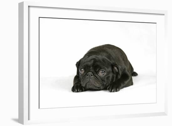 Black Pug Puppy (6 Weeks Old) Lying Down-null-Framed Photographic Print