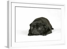 Black Pug Puppy (6 Weeks Old) Lying Down-null-Framed Photographic Print