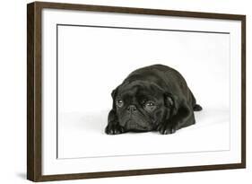 Black Pug Puppy (6 Weeks Old) Lying Down-null-Framed Photographic Print