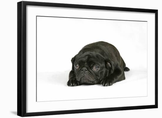 Black Pug Puppy (6 Weeks Old) Lying Down-null-Framed Photographic Print