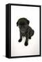 Black Pug Puppy (6 Weeks Old)-null-Framed Stretched Canvas