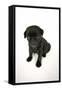Black Pug Puppy (6 Weeks Old)-null-Framed Stretched Canvas