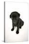 Black Pug Puppy (6 Weeks Old)-null-Stretched Canvas
