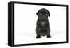 Black Pug Puppy (6 Weeks Old)-null-Framed Stretched Canvas