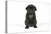 Black Pug Puppy (6 Weeks Old)-null-Stretched Canvas