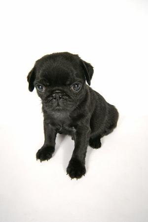 6 week on sale old pug