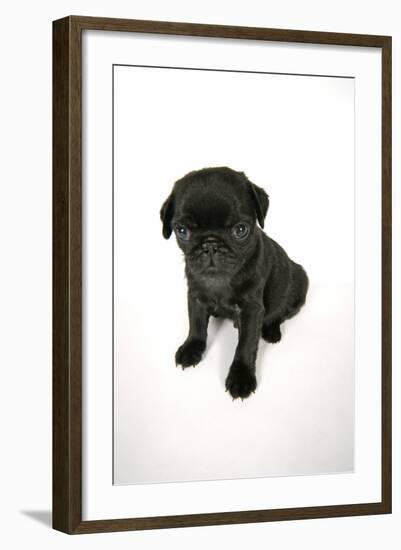 Black Pug Puppy (6 Weeks Old)-null-Framed Photographic Print