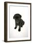 Black Pug Puppy (6 Weeks Old)-null-Framed Photographic Print