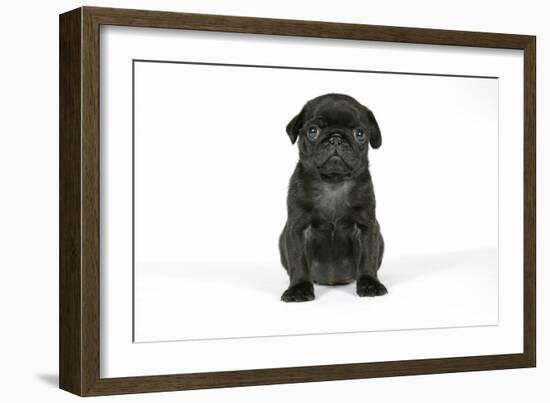 Black Pug Puppy (6 Weeks Old)-null-Framed Photographic Print