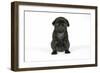 Black Pug Puppy (6 Weeks Old)-null-Framed Photographic Print