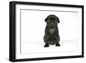 Black Pug Puppy (6 Weeks Old)-null-Framed Photographic Print