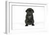 Black Pug Puppy (6 Weeks Old)-null-Framed Photographic Print