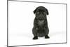 Black Pug Puppy (6 Weeks Old)-null-Mounted Photographic Print