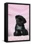 Black Pug Puppy (8 Wks Old)-null-Framed Stretched Canvas