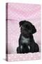 Black Pug Puppy (8 Wks Old)-null-Stretched Canvas