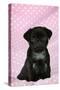 Black Pug Puppy (8 Wks Old)-null-Stretched Canvas