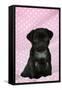 Black Pug Puppy (8 Wks Old)-null-Framed Stretched Canvas