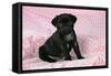 Black Pug Puppy (8 Wks Old)-null-Framed Stretched Canvas