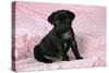 Black Pug Puppy (8 Wks Old)-null-Stretched Canvas