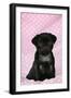 Black Pug Puppy (8 Wks Old)-null-Framed Photographic Print