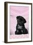 Black Pug Puppy (8 Wks Old)-null-Framed Photographic Print